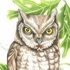 Screech Owl