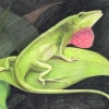 Anole