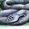 Black Rat Snake