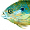 Sunfish
