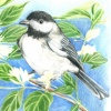 Black Capped Chickadee