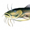Bullhead