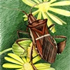 Assasin Bug