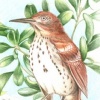 Brown Thrasher