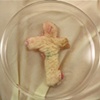 The Ephemeral Flesh Projects