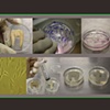 The Ephemeral Flesh Projects