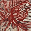 Chrysanthemum