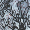 Incense Cedar