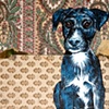 Schueler Dog