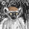 GOLDEN-CROWNED SIFAKA