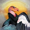 CALIFORNIA CONDOR