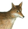 RED WOLF #2