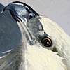 MADAGASCAR FISH-EAGLE