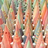 Making Light with Things (detail)