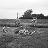 Cotton Field and Grave