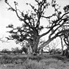 Gulf Coast Oak