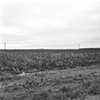 Cotton Field