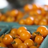Photograph for Hillside Produce Cooperative Book Project