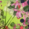 Raspberries