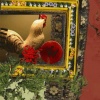 Rooster