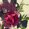 Rose Peacock