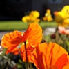 Poppies