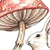 White Rabbit & Mushroom
