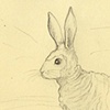 Sketch for The Baabit