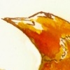 First Robin of Spring
