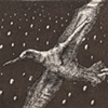 Albatross
