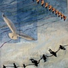 Kites