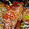 Cervical Hoax (detail)