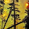Paintings