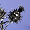 Artichoke Thistle