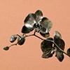 Orchid