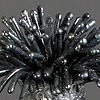 Tussilago detail