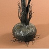 Crocus tigris