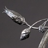 Claytonia detail