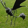 Anisopteroid