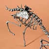 Equoid