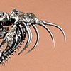 Gaboon Viper Skull