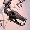 Scolo