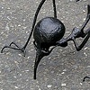 Viroid