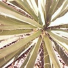 land of enchantment