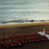 *The Swans*     Canary Islands