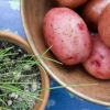 Potatoes on the Back Porch            Brooklyn, NY 