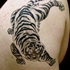 Korean Style Tiger