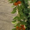 THE FOOTSCRAY FORTUNE GARDEN
