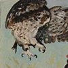 Hawk