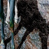 Equine 